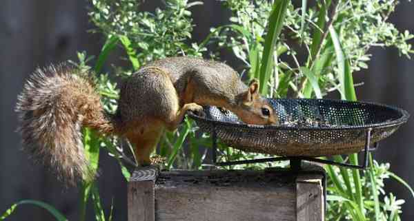 장 건강 지킴이! 프리바이오틱스 음식 꿀팁 🍯